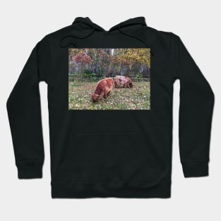 Scottish Highland Cattle Calves 1565 Hoodie